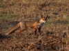 Filename=0474_fotowilga~0.JPG
Filesize=378KB
Dimensions=700x525
Date added=Jul 23, 2019 0474_fotowilga~0.JPG