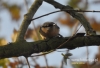 Filename=047_fotowilga~19.JPG
Filesize=91KB
Dimensions=640x438
Date added=Jan 08, 2016 047_fotowilga~19.JPG