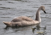 Filename=047_fotowilga~29.JPG
Filesize=120KB
Dimensions=640x452
Date added=Aug 14, 2016 047_fotowilga~29.JPG