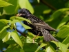 Filename=047_fotowilga~38.JPG
Filesize=264KB
Dimensions=700x525
Date added=Jul 24, 2017 047_fotowilga~38.JPG