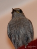 Filename=047_fotowilga~41.JPG
Filesize=229KB
Dimensions=525x700
Date added=Nov 29, 2017 047_fotowilga~41.JPG