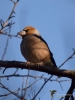 Filename=047_fotowilga~46.JPG
Filesize=226KB
Dimensions=525x700
Date added=Nov 21, 2018 047_fotowilga~46.JPG