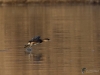 Filename=047_fotowilga~52.JPG
Filesize=248KB
Dimensions=700x525
Date added=Feb 10, 2019 047_fotowilga~52.JPG