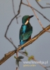Filename=048_fotowilga~23.JPG
Filesize=65KB
Dimensions=343x480
Date added=Feb 22, 2016 048_fotowilga~23.JPG