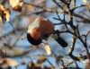 Filename=048_fotowilga~24.JPG
Filesize=111KB
Dimensions=617x480
Date added=Mar 19, 2016 048_fotowilga~24.JPG