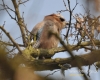 Filename=048_fotowilga~26.JPG
Filesize=104KB
Dimensions=600x480
Date added=Apr 05, 2016 048_fotowilga~26.JPG