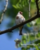 Filename=048_fotowilga~31.JPG
Filesize=54KB
Dimensions=384x480
Date added=Jun 20, 2016 048_fotowilga~31.JPG
