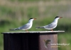 Filename=048_fotowilga~32.JPG
Filesize=63KB
Dimensions=640x457
Date added=Aug 06, 2016 048_fotowilga~32.JPG