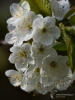 Filename=048_fotowilga~40.JPG
Filesize=247KB
Dimensions=525x700
Date added=Apr 17, 2018 048_fotowilga~40.JPG