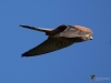 Filename=048_fotowilga~42.JPG
Filesize=186KB
Dimensions=700x525
Date added=May 03, 2017 048_fotowilga~42.JPG