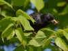 Filename=048_fotowilga~44.JPG
Filesize=274KB
Dimensions=700x525
Date added=May 28, 2017 048_fotowilga~44.JPG