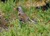 Filename=048_fotowilga~46.JPG
Filesize=329KB
Dimensions=700x500
Date added=Jun 12, 2017 048_fotowilga~46.JPG