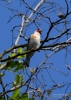 Filename=048_fotowilga~50.JPG
Filesize=255KB
Dimensions=499x700
Date added=Sep 22, 2017 048_fotowilga~50.JPG
