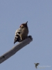 Filename=048_fotowilga~53.JPG
Filesize=166KB
Dimensions=525x700
Date added=Dec 03, 2017 048_fotowilga~53.JPG