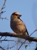 Filename=048_fotowilga~55.JPG
Filesize=210KB
Dimensions=525x700
Date added=Feb 23, 2018 048_fotowilga~55.JPG