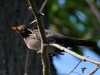 Filename=048_fotowilga~58.JPG
Filesize=224KB
Dimensions=700x525
Date added=Oct 31, 2018 048_fotowilga~58.JPG