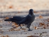Filename=048_fotowilga~59.JPG
Filesize=251KB
Dimensions=700x525
Date added=Nov 23, 2018 048_fotowilga~59.JPG