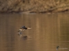 Filename=048_fotowilga~60.JPG
Filesize=241KB
Dimensions=700x525
Date added=Feb 10, 2019 048_fotowilga~60.JPG