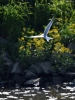 Filename=048_fotowilga~63.JPG
Filesize=283KB
Dimensions=525x700
Date added=Mar 22, 2019 048_fotowilga~63.JPG