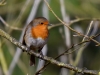 Filename=048_fotowilga~65.JPG
Filesize=263KB
Dimensions=700x525
Date added=May 06, 2019 048_fotowilga~65.JPG