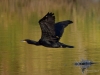 Filename=048_fotowilga~71.JPG
Filesize=249KB
Dimensions=700x525
Date added=Dec 24, 2019 048_fotowilga~71.JPG