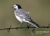 Filename=0492_fotowilga~8.JPG
Filesize=79KB
Dimensions=640x457
Date added=May 04, 2015 0492_fotowilga~8.JPG