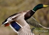 Filename=0493_fotowilga~16.JPG
Filesize=88KB
Dimensions=640x457
Date added=Apr 23, 2016 0493_fotowilga~16.JPG