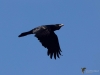 0495_fotowilga.JPG