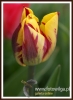 Filename=049_fotowilga~16.JPG
Filesize=68KB
Dimensions=351x480
Date added=Apr 17, 2015 049_fotowilga~16.JPG