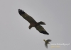 Filename=049_fotowilga~24.JPG
Filesize=44KB
Dimensions=640x457
Date added=Oct 12, 2015 049_fotowilga~24.JPG