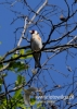 Filename=049_fotowilga~35.JPG
Filesize=73KB
Dimensions=343x480
Date added=Jun 13, 2016 049_fotowilga~35.JPG