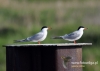 Filename=049_fotowilga~36.JPG
Filesize=61KB
Dimensions=640x457
Date added=Aug 06, 2016 049_fotowilga~36.JPG