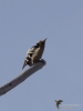Filename=049_fotowilga~52.JPG
Filesize=161KB
Dimensions=525x700
Date added=Nov 28, 2017 049_fotowilga~52.JPG