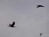 Filename=049_fotowilga~60.JPG
Filesize=131KB
Dimensions=700x525
Date added=Jan 26, 2019 049_fotowilga~60.JPG