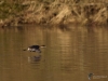 Filename=049_fotowilga~61.JPG
Filesize=258KB
Dimensions=700x525
Date added=Feb 10, 2019 049_fotowilga~61.JPG
