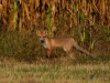 Filename=049_fotowilga~63.JPG
Filesize=381KB
Dimensions=700x525
Date added=Apr 11, 2019 049_fotowilga~63.JPG