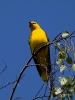 Filename=049_fotowilga~65.JPG
Filesize=268KB
Dimensions=525x700
Date added=May 22, 2019 049_fotowilga~65.JPG