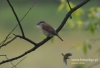 Filename=050_fotowilga~27.JPG
Filesize=58KB
Dimensions=640x438
Date added=Jul 21, 2016 050_fotowilga~27.JPG