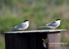 Filename=050_fotowilga~29.JPG
Filesize=63KB
Dimensions=640x457
Date added=Aug 06, 2016 050_fotowilga~29.JPG