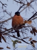 Filename=050_fotowilga~33.JPG
Filesize=68KB
Dimensions=360x480
Date added=Dec 14, 2016 050_fotowilga~33.JPG
