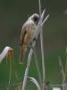 Filename=050_fotowilga~39.JPG
Filesize=246KB
Dimensions=525x700
Date added=May 21, 2017 050_fotowilga~39.JPG