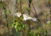 Filename=050_fotowilga~47.JPG
Filesize=235KB
Dimensions=700x500
Date added=Dec 12, 2017 050_fotowilga~47.JPG