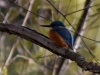 Filename=050_fotowilga~49.JPG
Filesize=269KB
Dimensions=700x525
Date added=Jan 12, 2018 050_fotowilga~49.JPG