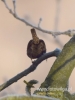 Filename=050_fotowilga~51.JPG
Filesize=47KB
Dimensions=360x480
Date added=Dec 02, 2018 050_fotowilga~51.JPG
