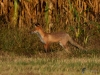 Filename=050_fotowilga~54.JPG
Filesize=375KB
Dimensions=700x525
Date added=Jan 13, 2019 050_fotowilga~54.JPG