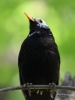 Filename=050_fotowilga~55.JPG
Filesize=216KB
Dimensions=525x700
Date added=Mar 04, 2019 050_fotowilga~55.JPG