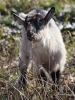 Filename=050_fotowilga~60.JPG
Filesize=326KB
Dimensions=525x700
Date added=Jul 10, 2019 050_fotowilga~60.JPG