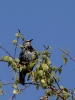 Filename=050_fotowilga~61.JPG
Filesize=245KB
Dimensions=525x700
Date added=Nov 28, 2019 050_fotowilga~61.JPG