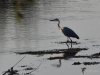 Filename=0519_fotowilga~9.JPG
Filesize=264KB
Dimensions=700x525
Date added=Jan 15, 2019 0519_fotowilga~9.JPG