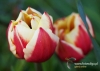 Filename=051_fotowilga~10.JPG
Filesize=99KB
Dimensions=720x514
Date added=May 13, 2014 051_fotowilga~10.JPG